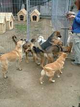 Feeding Moreni dogs