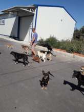 Marius with some of his animals you help