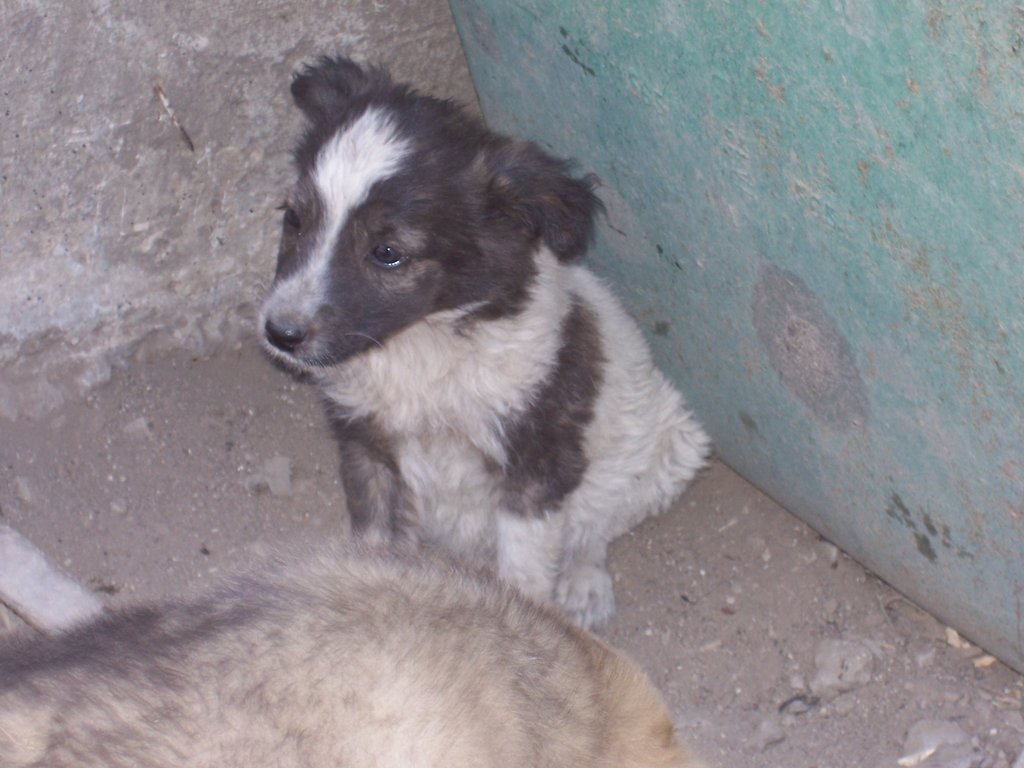 Food for Romanian Animals