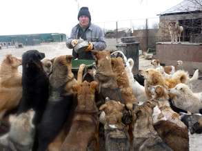 shelter worker feeding dogs