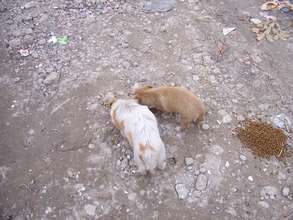 starving puppies being given food