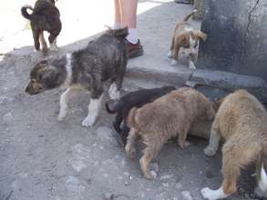 abandoned puppies getting fed