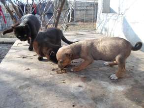 Many puppies dogs cats and kittens need your help