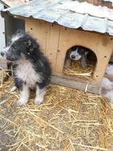 puppies at Happy Paws that you support