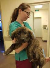 puppy with babesi treated at Center of Hope