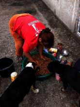 romanian dog food 2016 3.jpg
