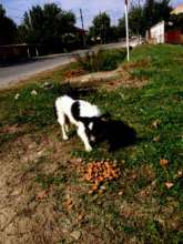 romanian dog food 2016 4.jpg