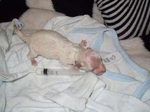 snowflake when first rescued