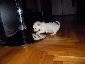 playing