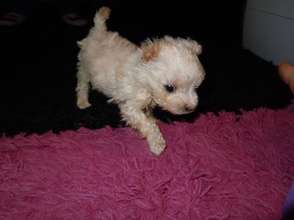 growing and able to walk