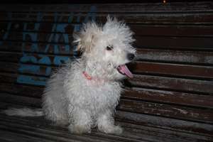 snowflake today adopted