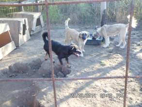 some of the many dogs Mihaela needs food