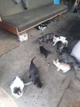 30 cats caught and brought by Spay Shuttle