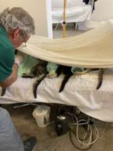 Monitoring the Kitty Tunnel in Filiasi