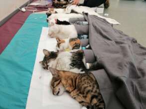 Hot water bottles and heating pad for cat recovery