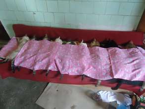 lots of kitties spayed in Adjud!