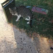 cat trapping craiova