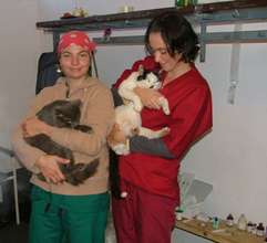 cats at our spayathon in Buhusi