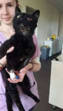 Caty was hit by a car. Jaw and leg fixed, spayed