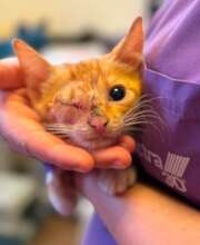 Kitty brought in by Kindness Patrol needed surgery