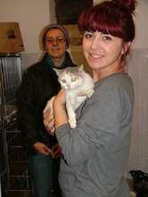 Stray kitty brought in for spay adopted Moreni!