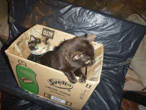 kitties brought in for spaying in Moreni
