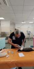 Vet Tech Ovidiu prepares a cat for spay surgery