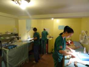 cats being spayed in Craiova clinic