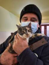Cat spays in Craiova clinic