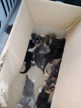 abandoned kittens in Craiova