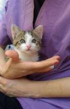 From June Bucharest cat spays