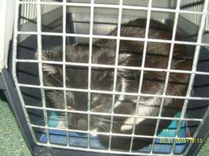 cat craiova jan 2015.jpg