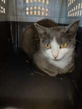 Cat waits for his turn at Center of Hope
