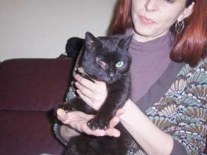 Kitty spayed and eye surgery done