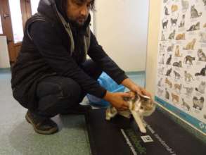 Family Vet free spay and neuter program