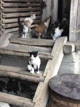 Vet Patrol picks up kitties