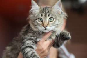 cat at Ploiesti spay photo Doina Vella