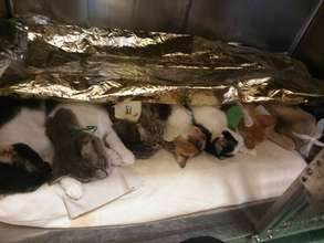 cats recovering from anesthesia after free spay