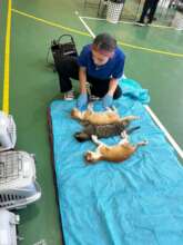 cat recovery area at mobile spay campaign