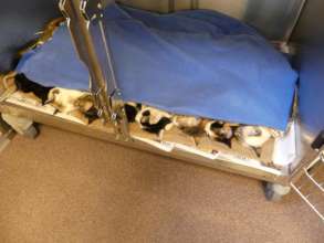 cat recovery at Center of Hope