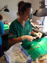 Dr. Roxana Stan spays a cat