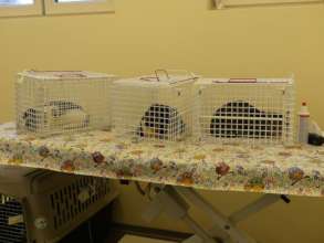 feral cats spayed at Center of Hope