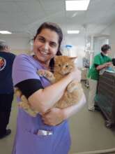 Sweet Tom cat
