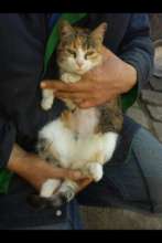 cat spay with a tattoo marking kitty as spayed