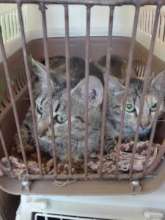 Center of Hope cat spays