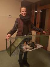 cat trapping Craiova