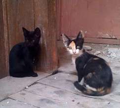 Craiova kitties spayed