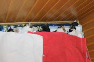 cats recovering from being spayed