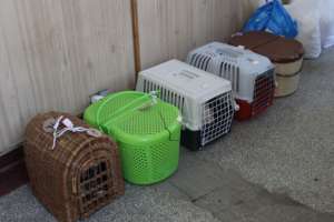 cats waiting for spays