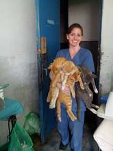 the boys of Bistrita, now neutered!